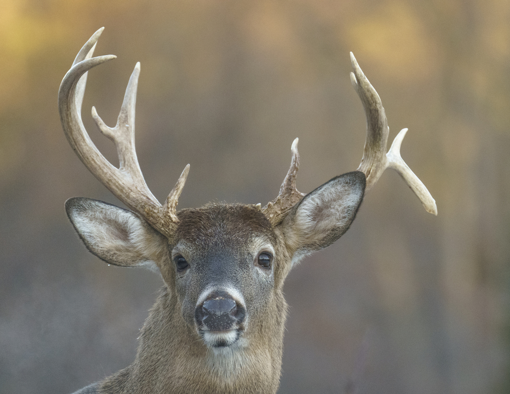 whitetail deer11-17-22