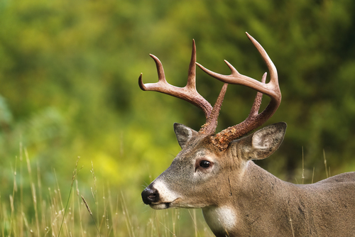 redtail deer10-1-22
