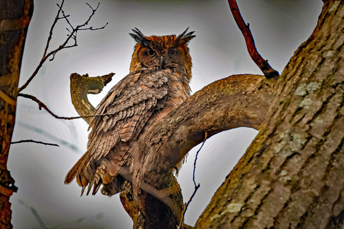 DSC_6020 Owl male 