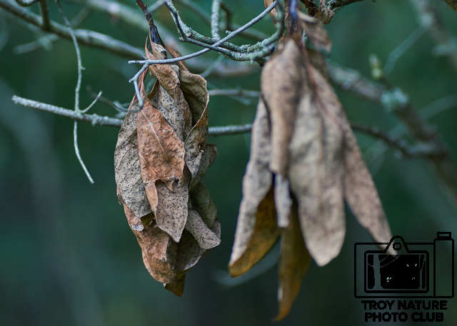 Dead Leaf