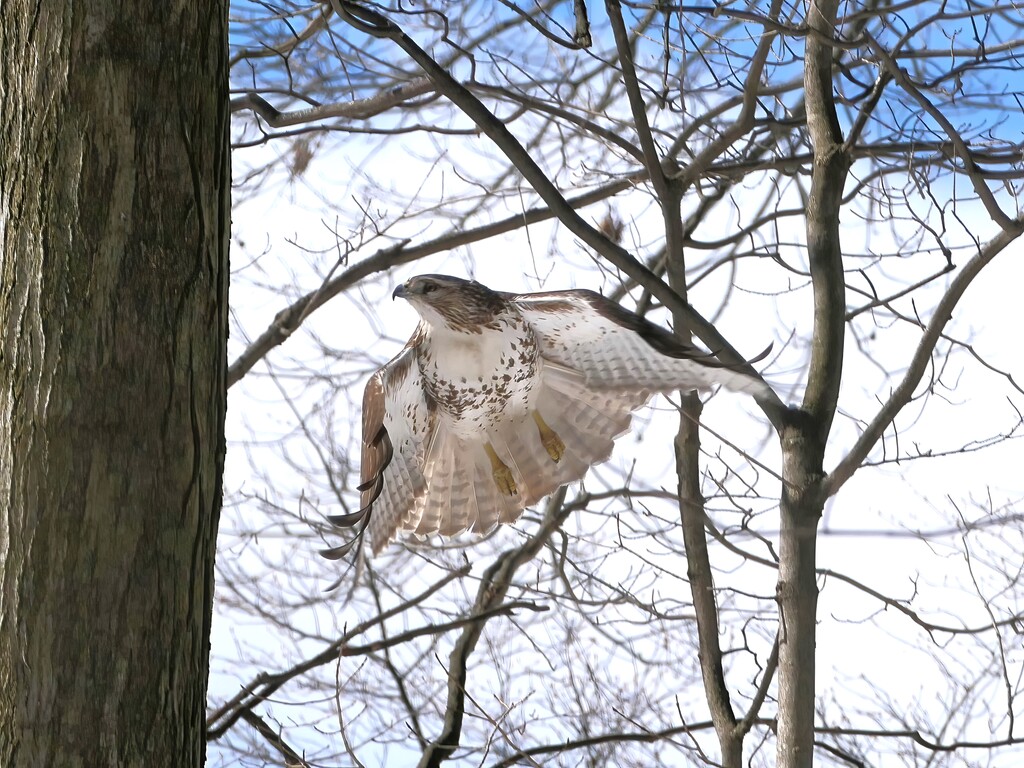 Redtail