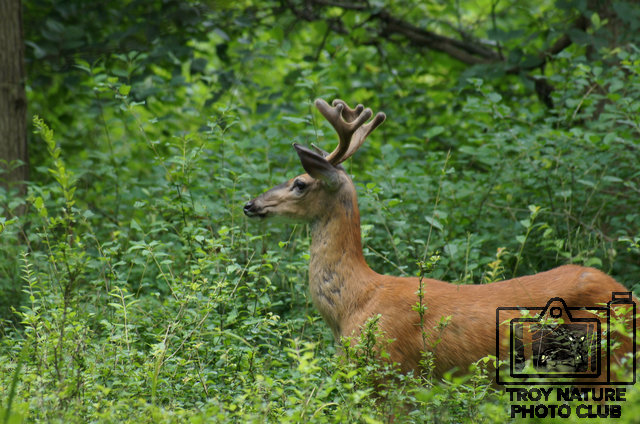 Buck