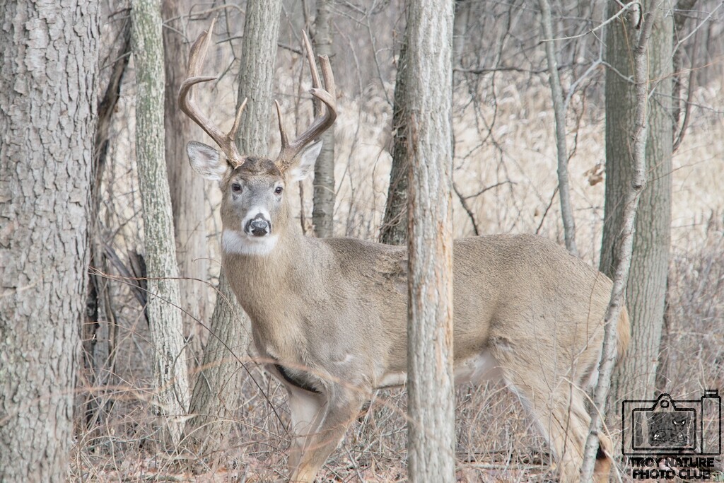 Big Eight Point