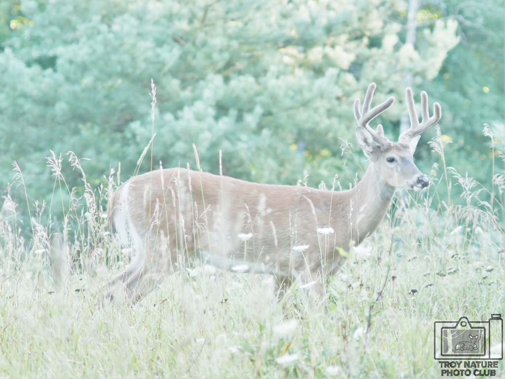 Whitetail Buck
