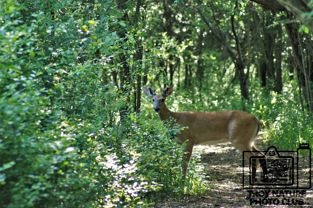 Young Buck