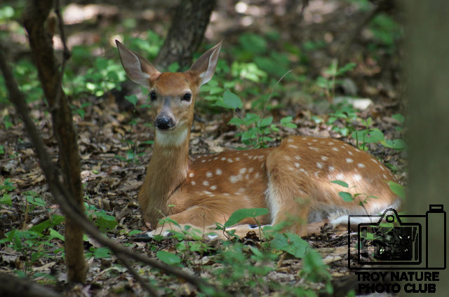Whitetail Fawn