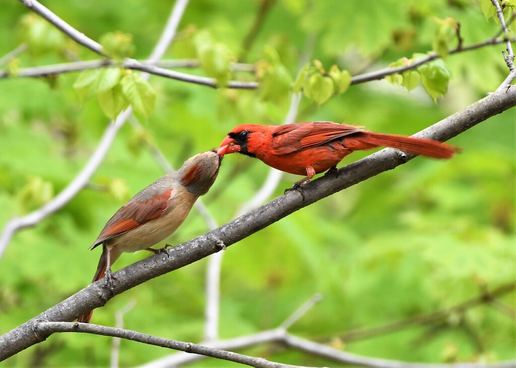 DSC_7950Male cardinal feed female cardinal 