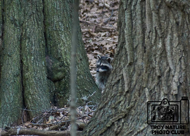 Rocky Racoon