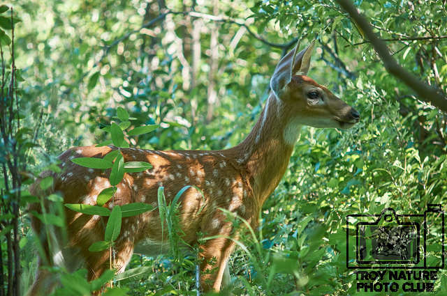 Fawn5