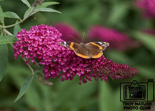 Butterfly2