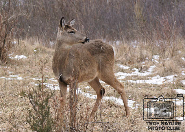 Doe Looking Left