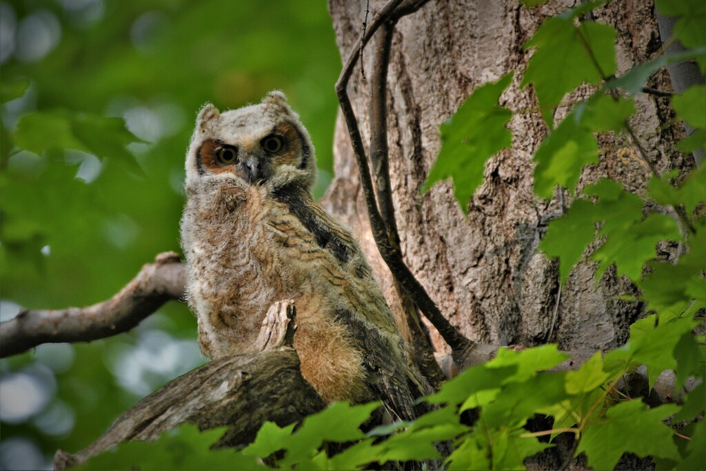 DSC_7800 (2)Young Owl