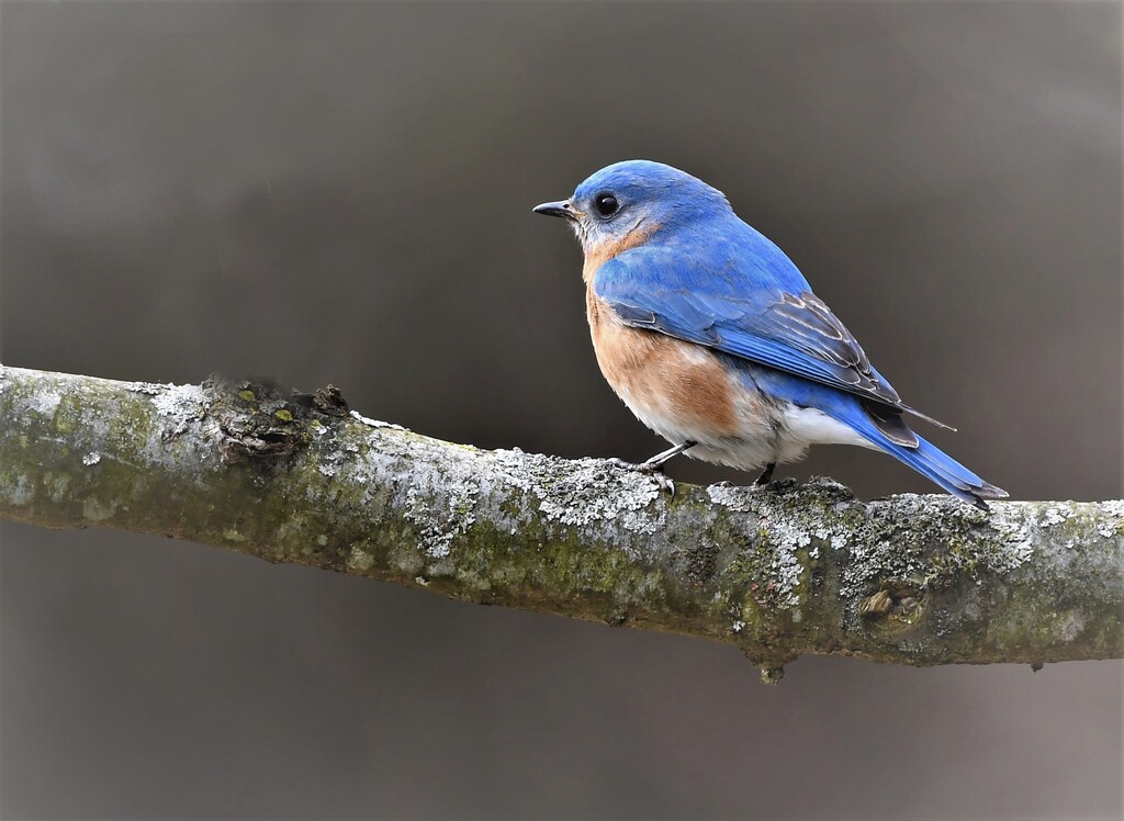 DSC_9223.jpg1 copy.jpg2 eastern Blue bird