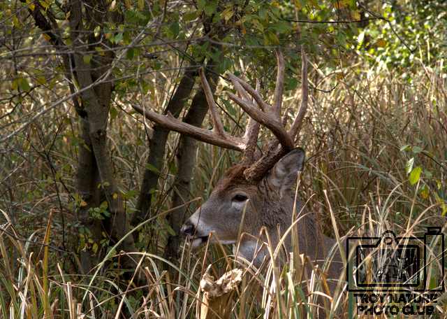 Big Buck3
