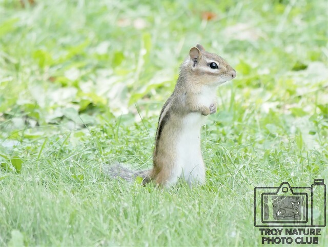 Chipmunk