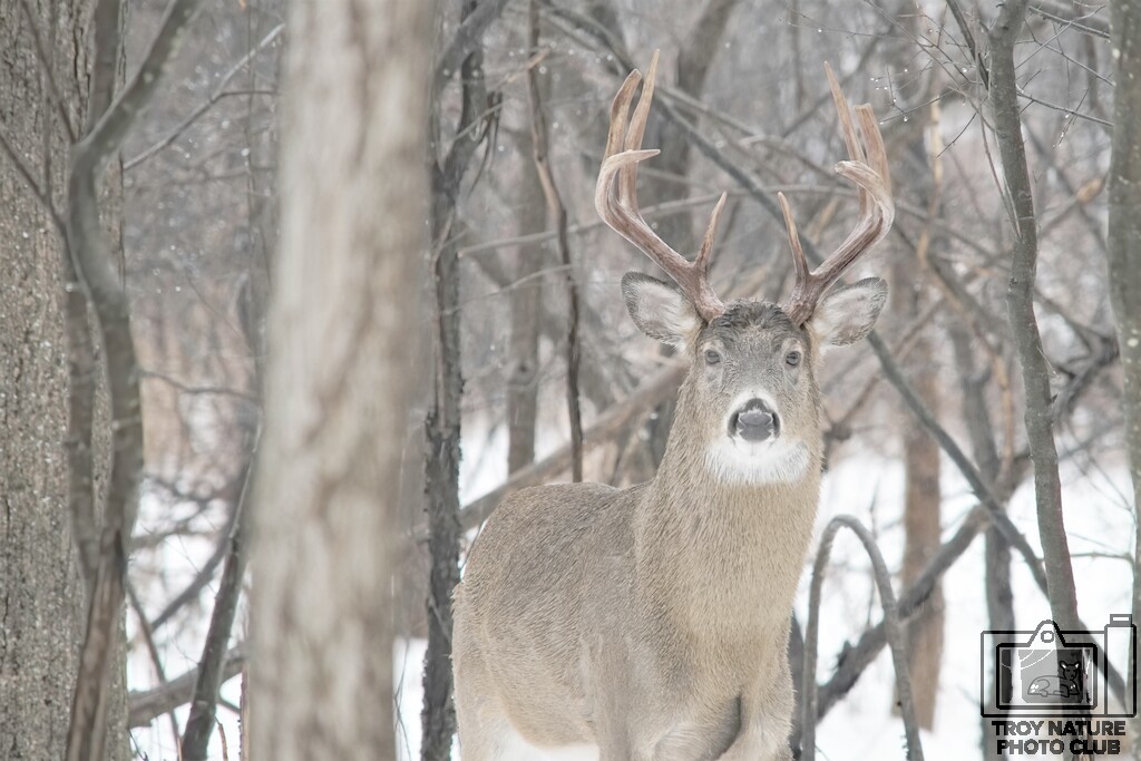 Winter Buck