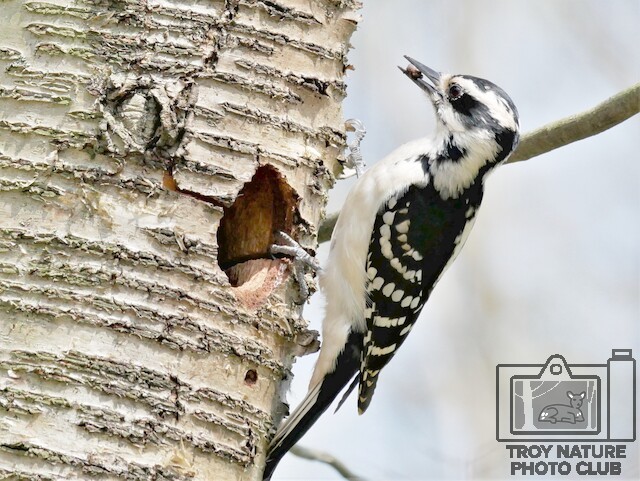 Downy Woodpecker1