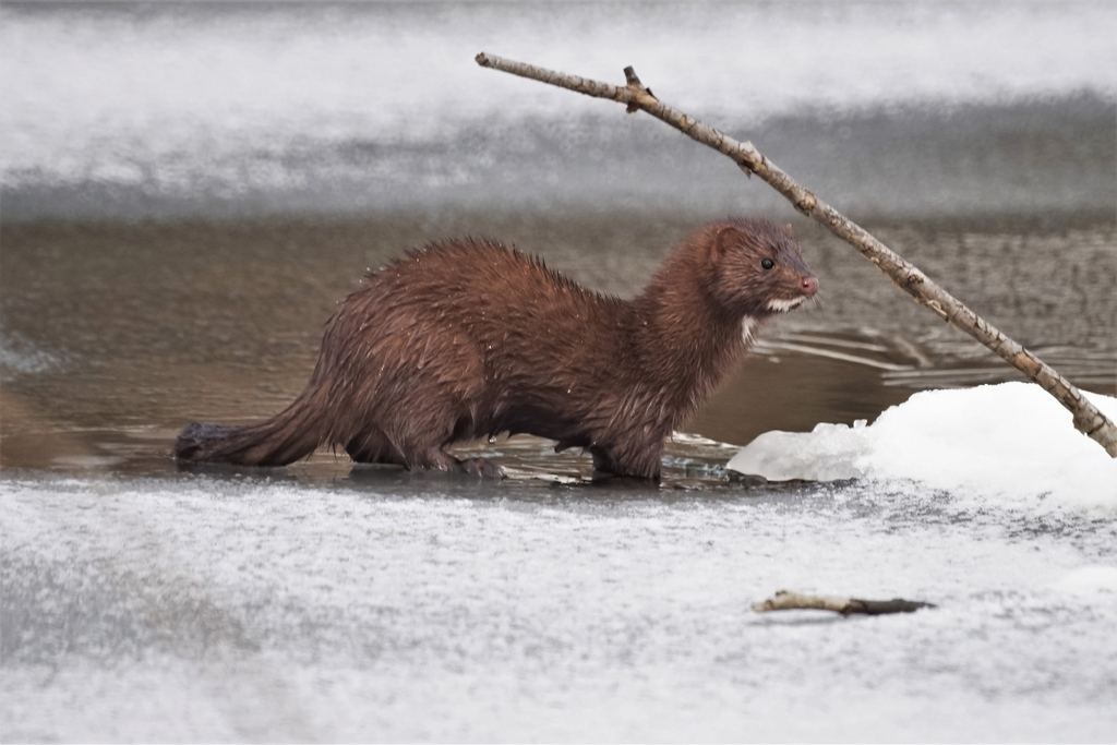 Think Mink 1
