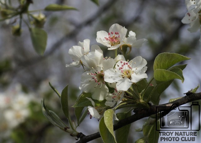 April Blossums