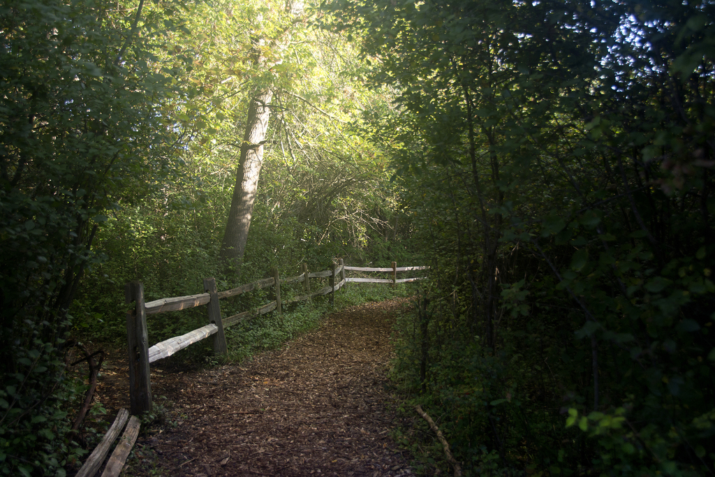 walk-october_012