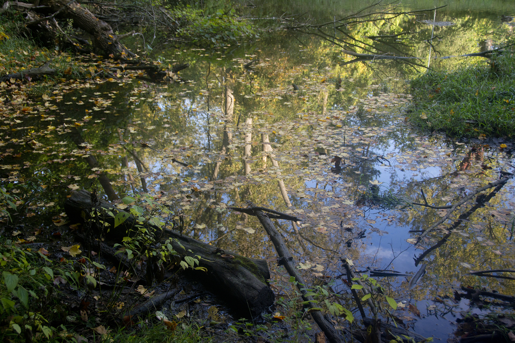 walk-october_011