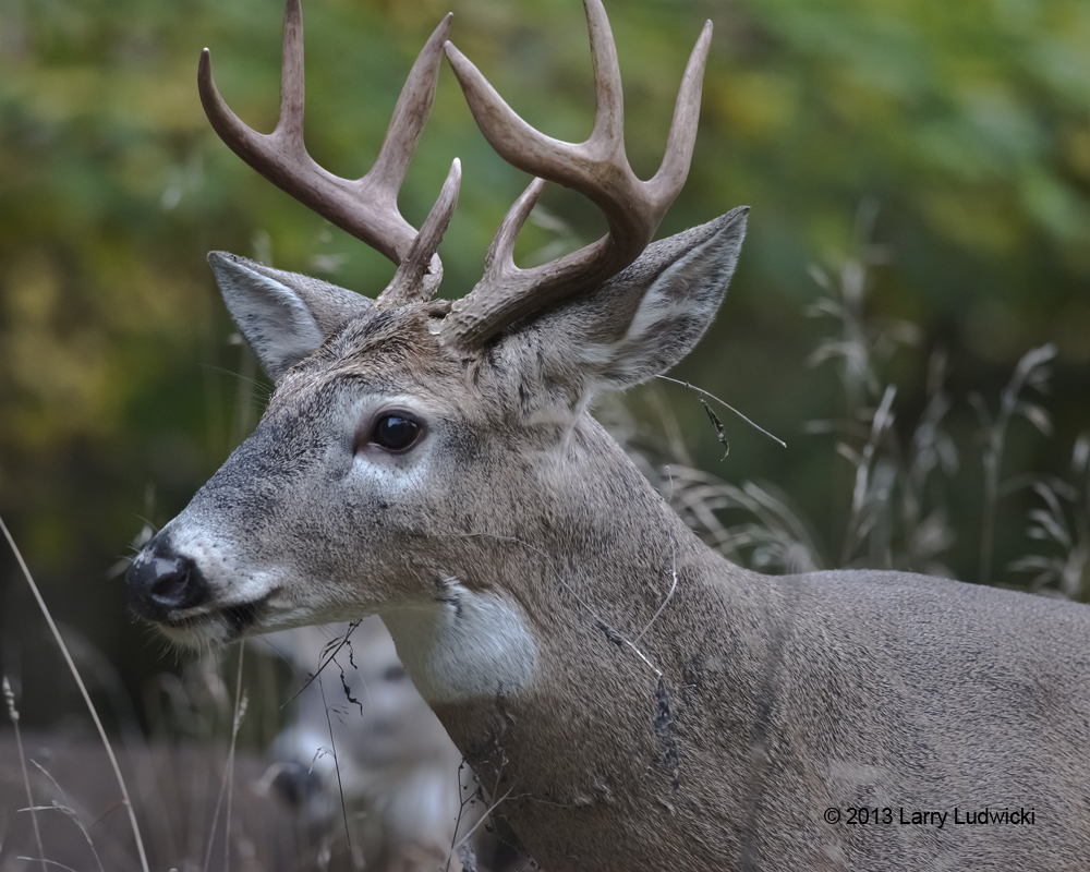 Buck