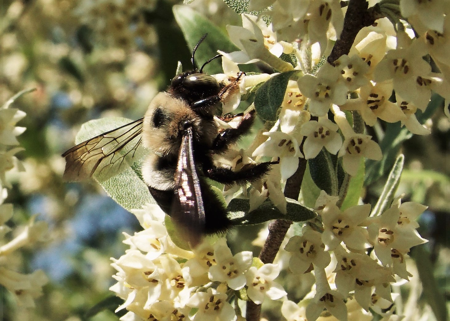 Worker Bee