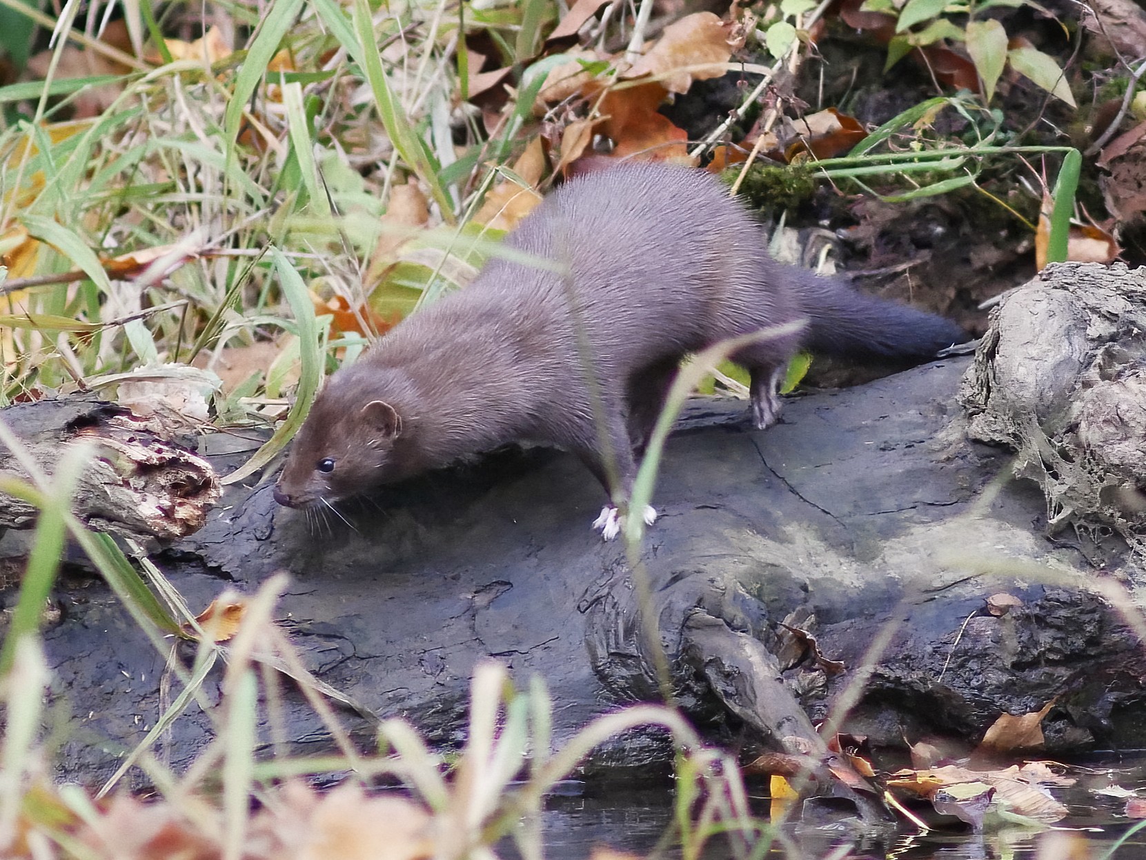 TopazP1410753DN-denoise