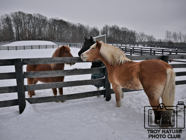 Meeting of the Manes