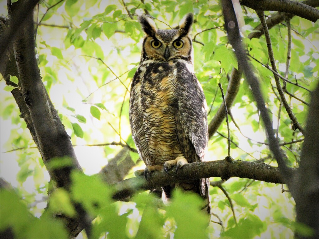 DSC_7372.jpg2Owl