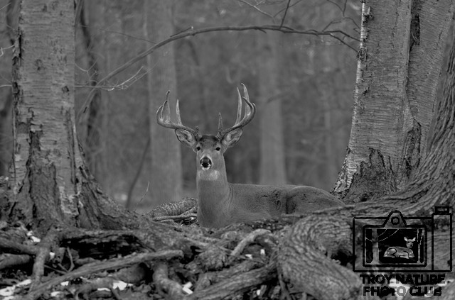 10 point B&W 2092017