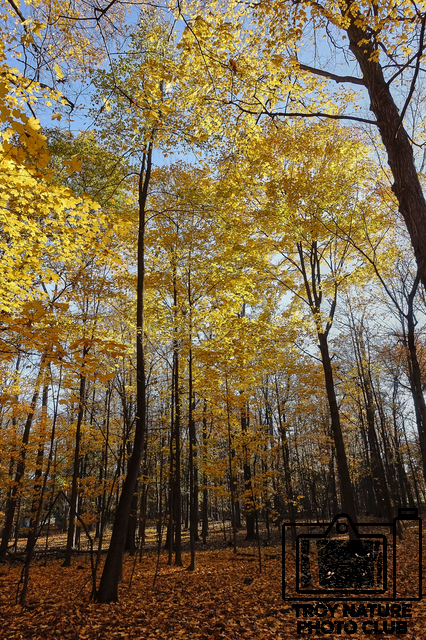 Autumn Trees