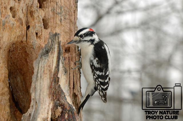 woodpecker_01