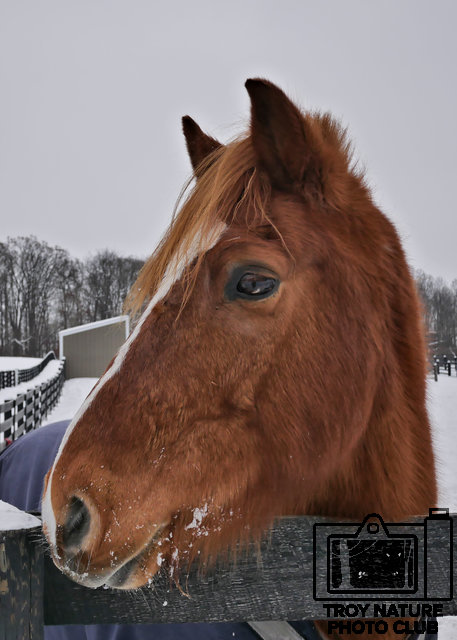 Copper Horse 2