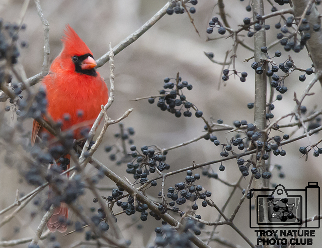 DSC_4633 PSR001c 110 x 85 cardinal