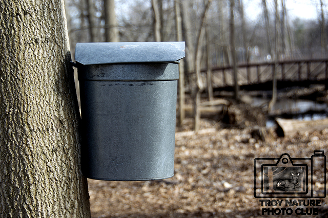 maple-syrup_050