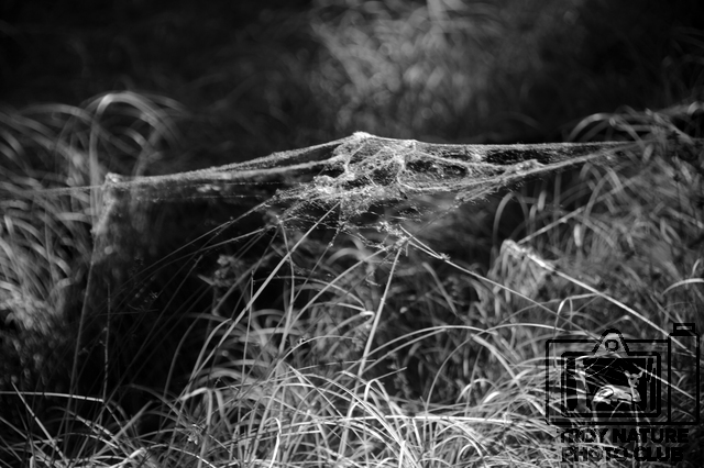 june-walk_006