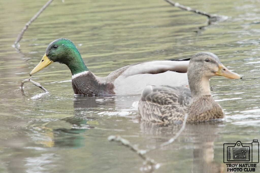 Mallard