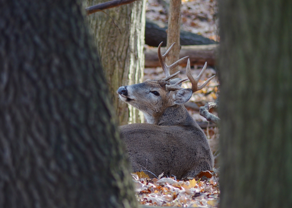 Buck - Fall 2014