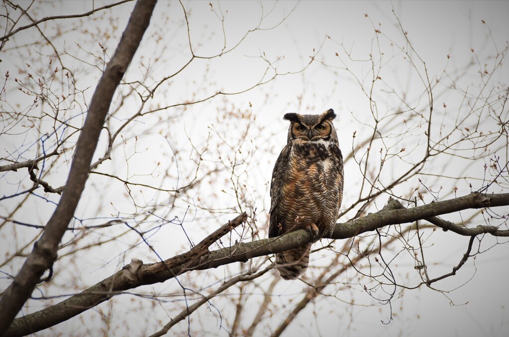 DSC_5781owl female
