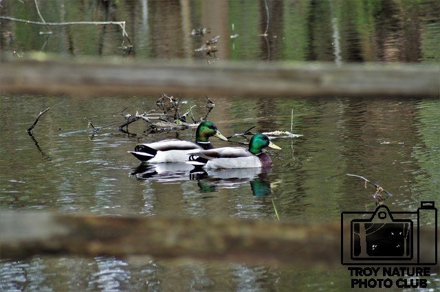 Mallards
