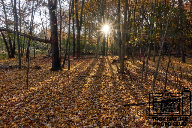 Autumn Sun