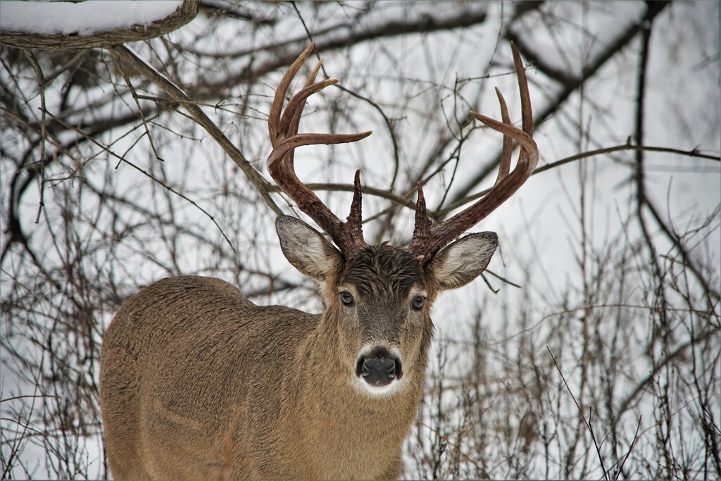 Wet Whitetail