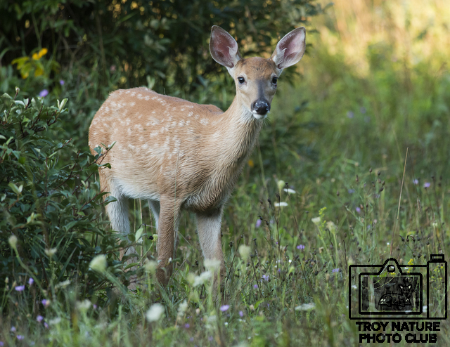 DSC_2574 PSR001c  110 x 85 fawn