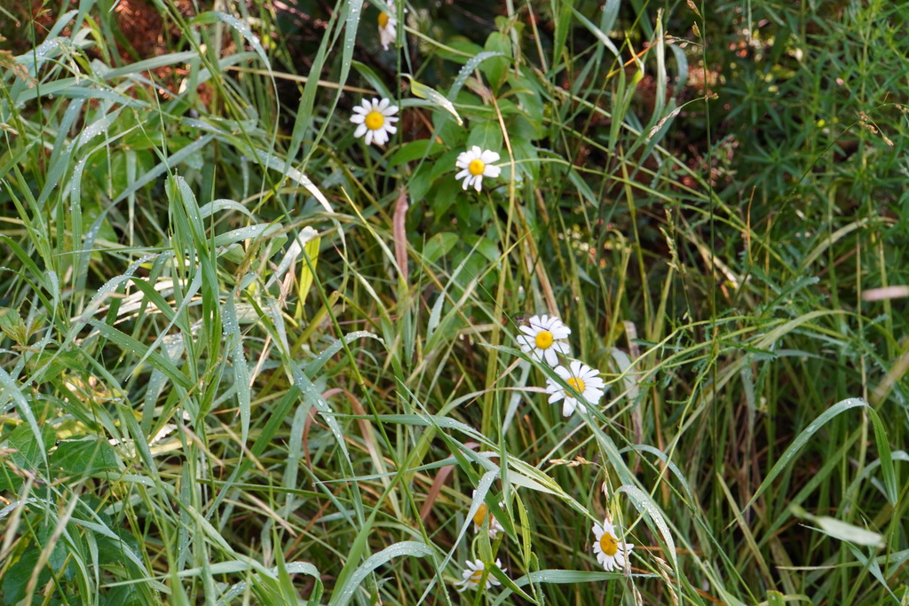 DSC05500