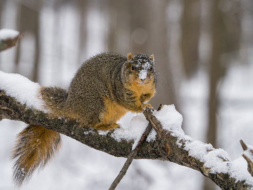 squirrel-12-31-19_ss11