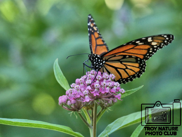 Monarch Timmer 01