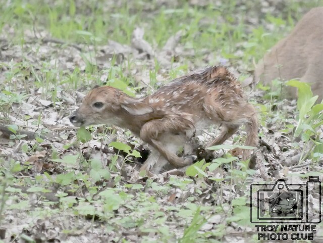 Newborn Fawn