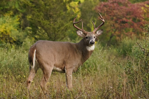 redtail deer10-1-22
