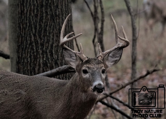 Whitetail Buck 2